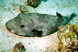 Pesce palla (Arothron stellatus)