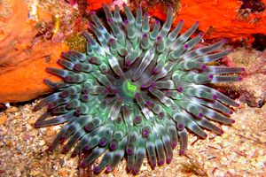 Anemone grosso (Cribrinopsis crassa)