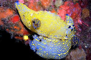 Doride dipinto (Hypselodoris picta)