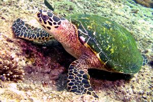 Tartaruga (Eretmochelys imbricata)