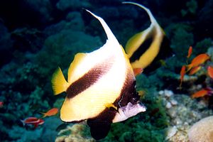 Pesce farfalla virgola (Heniochus intermedius)