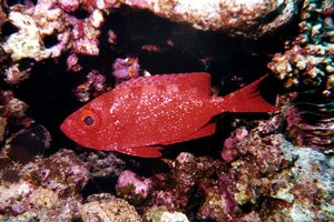 Priacantide (Heteropriacanthus cruentatus)