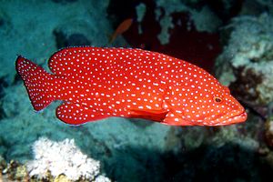 Cernia miniata (Cephalopholis miniata)