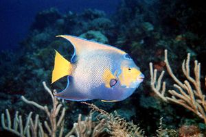 Pesce angelo regina (Holacanthus ciliaris)