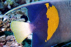 Pesce angelo maculato (Pomacanthus maculosus)