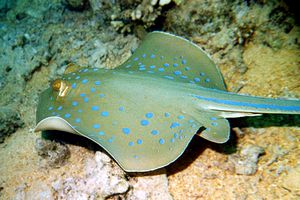 Razza a macchie blu (Taeniura lymma)