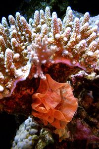 Madrepora sclerattinia (Acropora n.d.)