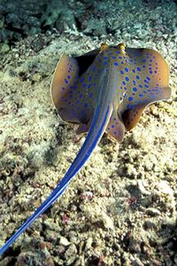 Razza a macchie blu (Taeniura lymma)