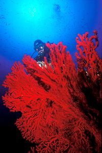 Gorgonia rossa (Paramuricea clavata)