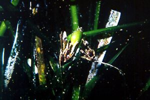 Posidonia (Posidonia oceanica)