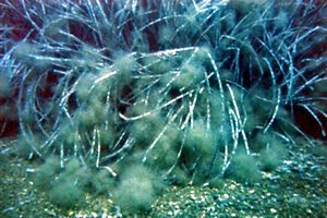 Posidonia (Posidonia oceanica)