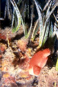 Posidonia (Posidonia oceanica)