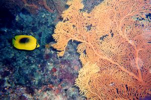 Pesce farfalla dalla macchia ovale (Chaetodon speculum)