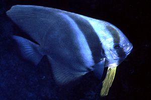 Pesce pipistrello (Platax orbicularis)