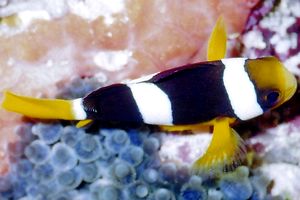 Pesce pagliaccio (Amphiprion sebae)