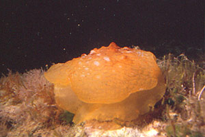 Lumacone tartaruga (Pleurobranchus testudinarius)