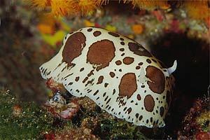 Vacchetta di mare (Discodoris atromaculata)