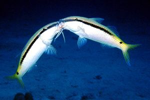 Triglia di Forsskal (Parupeneus forsskali)