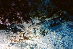 Pesce coccodrillo (Papilloculiceps longiceps)