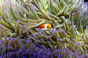 Pesce pagliaccio occidentale (Amphiprion ocellaris)