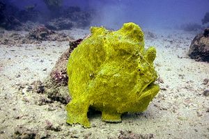 Pesce rana gigante (Antennarius commersoni)