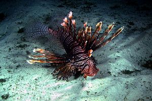 Pesce cobra (Pterois volitans)