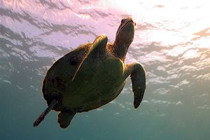 Tartaruga verde (Chelonia mydas)