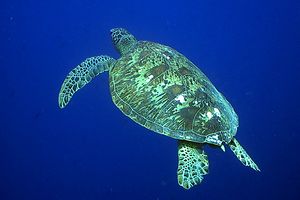 Tartaruga verde (Chelonia mydas)