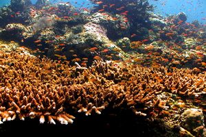 Barriera corallina ( )