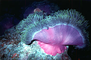 Attinia (Heteractis magnifica)