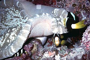 Pesce pagliaccio di Clark (Amphiprion clarkii)