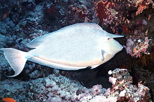Pesce unicorno blu (Naso unicornis)