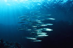 Barracuda pinna nera (Sphyraena putnamiae)