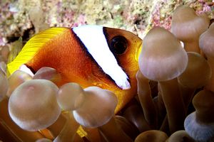 Pesce pagliaccio (Amphiprion bicintus)