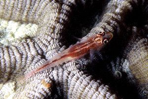 Gobide della gorgonia (Bryaninops n.d.)