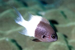 Castagnola latte e caff� (Chromis dimidiata)