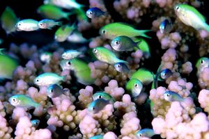 Castagnola verde (Chromis viridis)