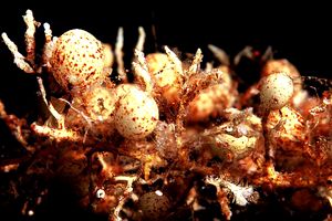 Sargasso (Sargassum vulgare)
