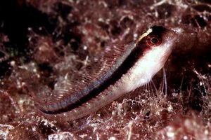 Bavosa bianca (Parablennius rouxi)