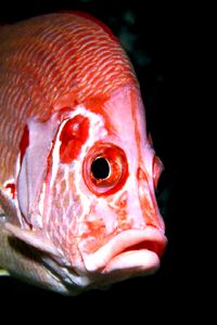 Pesce scoiattolo spinoso (Sargocentron spiniferum)