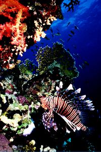 Pesce cobra (Pterois miles)