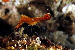 Gambero dal lungo rostro (Leander plumosus)