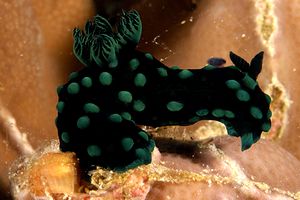 Nembrotha (Nembrotha cristata)