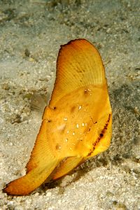 Pesce pipistrello (Platax orbicularis)