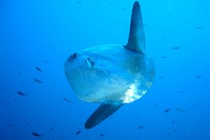 Pesce luna (Mola mola)