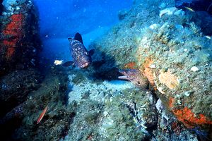 Cernia bruna (Epinephelus marginatus)