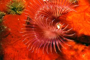 Serpula (Serpula vermicularis)