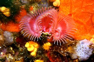 Serpula (Serpula vermicularis)