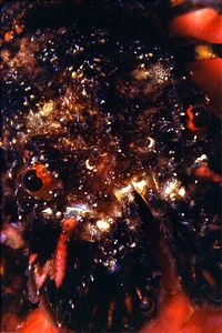 Cicaletta (Scyllarides arctus)