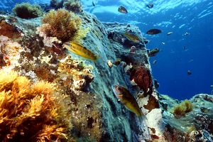 Donzella pavonina (Thalassoma pavo)